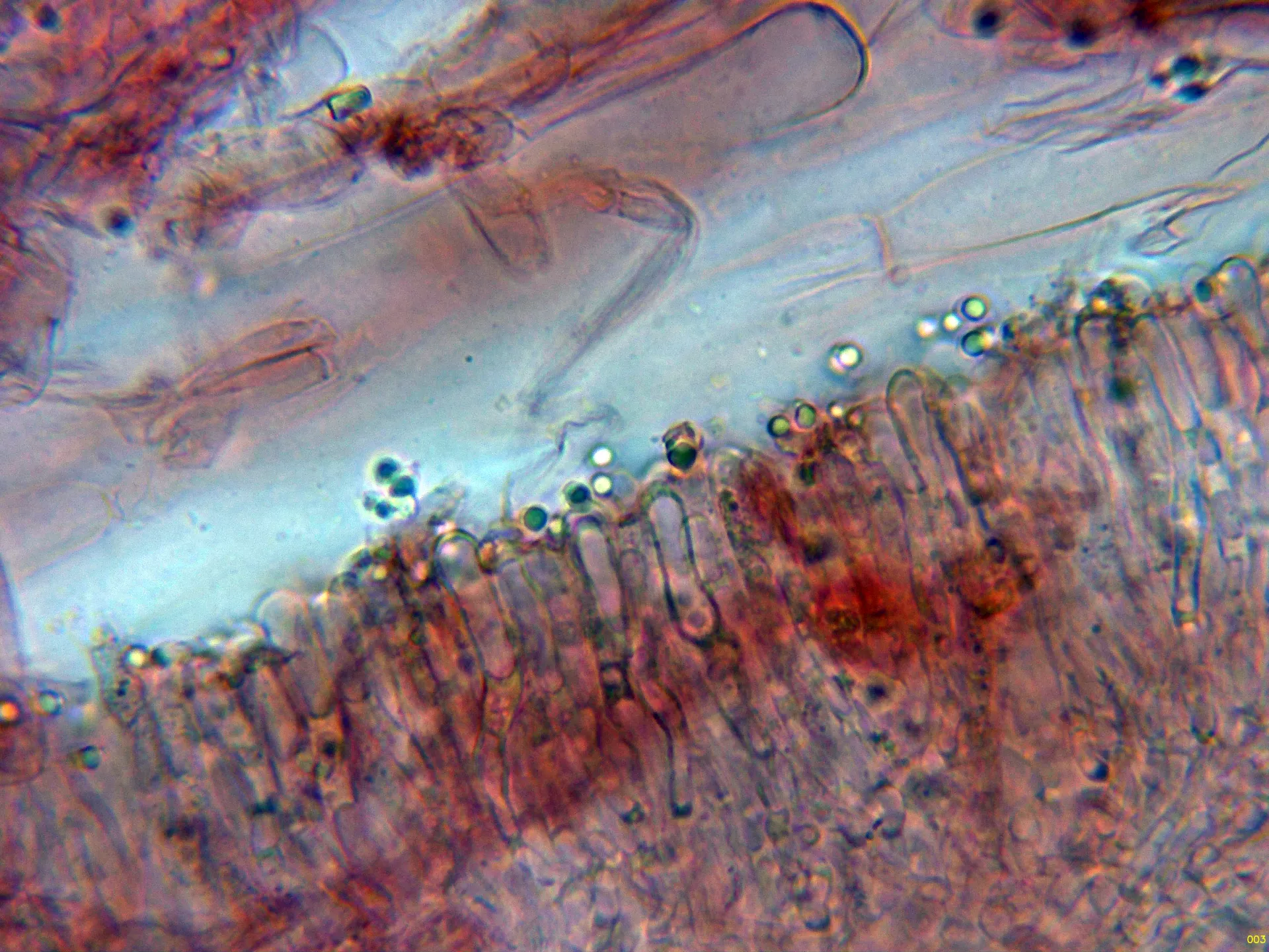 Microscopía de Multiclavula mucida - 10 - Basidios-003